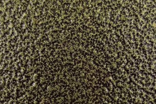 户外爆花金91268.jpg 户外爆花金91268.jpg